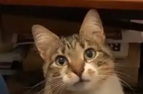 Noisette, chatte perdue à Saubrigues - photo