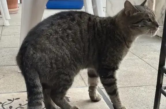 Chat tigré Zabou trouvé à Himeling - photo