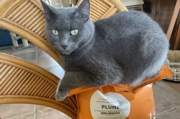 Animaux perdus , photo: Chat perdu à Montigny-le-Guesdier