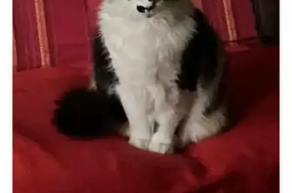 Chat perdu, Montélimar, photo: Avis de recherche: Minette tricolore