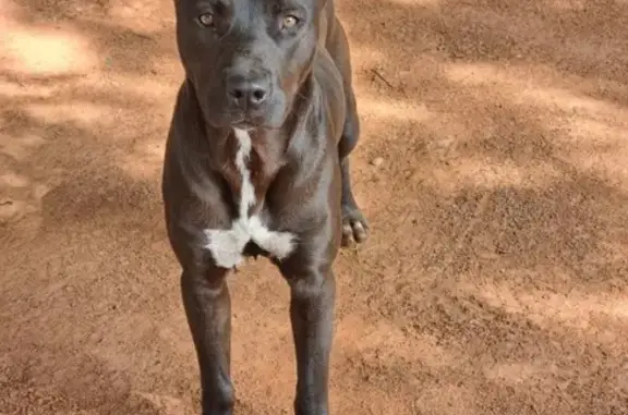 Found Young Pitbull Mix - Brown & Friendly!