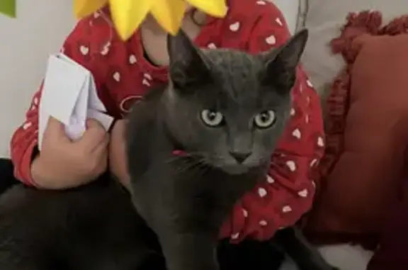 Animaux perdus , photo: Chat Étain disparu à Saint-Barthélemy