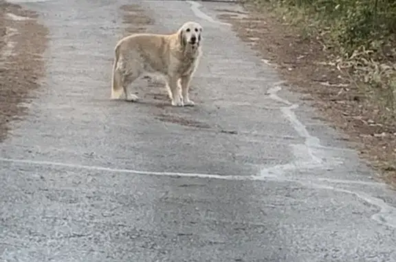 Chien perdu à la Thuilière aboie - photo