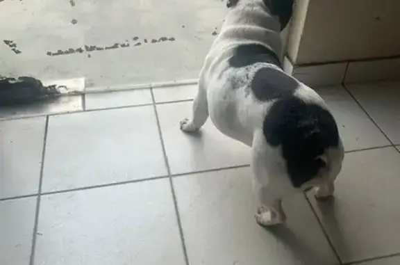 Chien trouvé , photo: Bouledogue noir/blanc perdu à Lafox