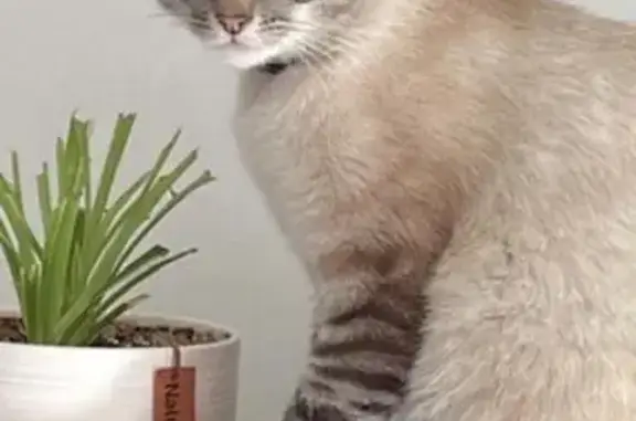 Chat perdu, Sciez, photo: Chat Tsuki disparu à Sciez