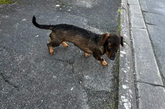 Chien perdu à Notre-Dame-d'Oé - photo