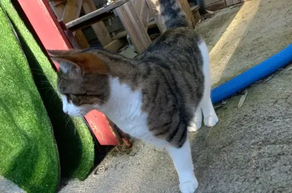 Chat blanc tigré trouvé à Dole - photo