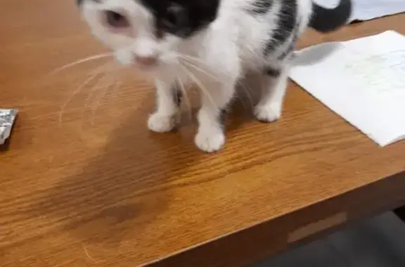 Chaton femelle trouvé à Ploubezre - photo