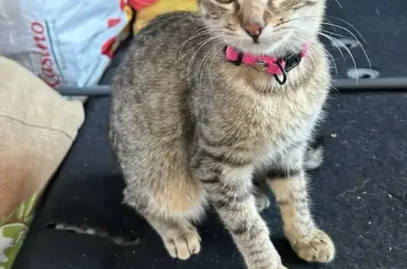 Animaux trouvés Corte, photo: Chat gris sociable trouvé à Corte