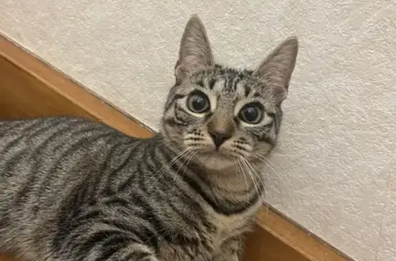 Chat perdu, Toulouse, photo: Chaton tigré perdu à Toulouse