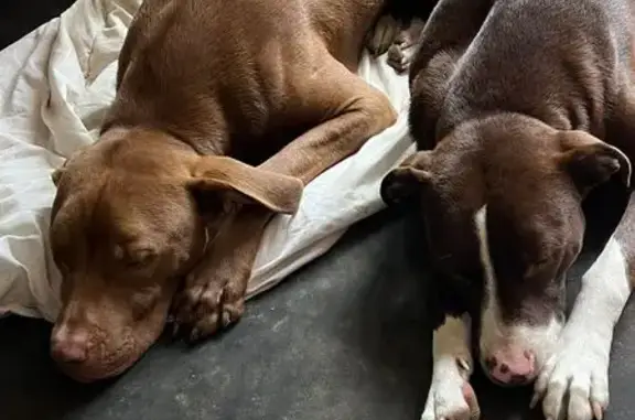 Lost Pitbulls in Lynette St - Friendly & Safe!