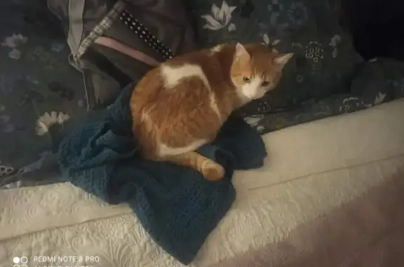 Chat blanc et roux perdu à Vineuil - photo