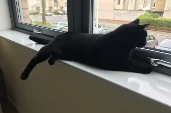 Lost Asthmatic Black Cat - Linden Ave #2