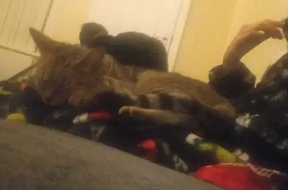 Lost Half-Bengal Cat in Halifax HX1 - Help!