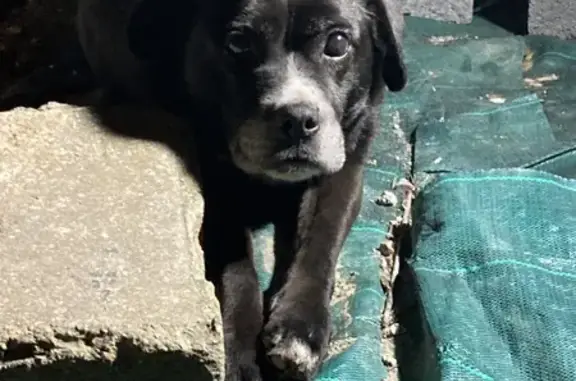 Chien âgé retrouvé à Sallaumines - photo