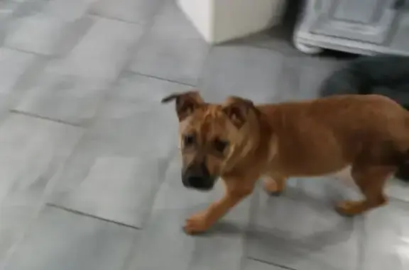 Chiot mâle marron perdu à Rilhac - photo