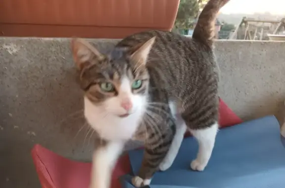 Chat tigré marron perdu trouvé - photo