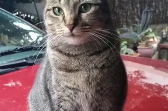 Animaux perdus Sète, photo: Chatte tigrée perdue à Sète