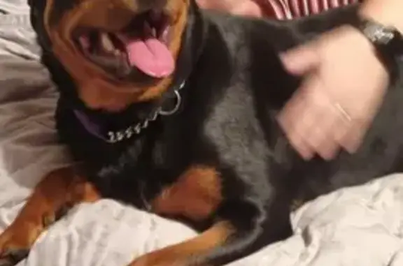 Lost Rottweiler with Purple Collar - TS27 4BL