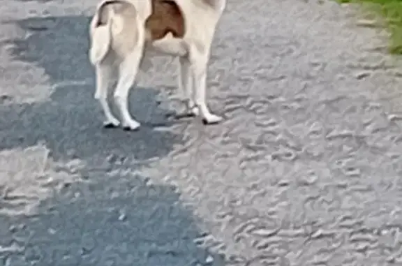 Chien trouvé Ambleteuse, photo: Chienne perdue à Ambleteuse