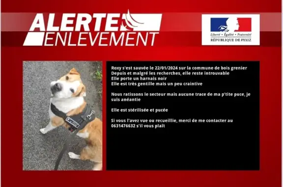 Chien perdu Bois-Grenier, photo : Avis de recherche: Roxy, sharpei