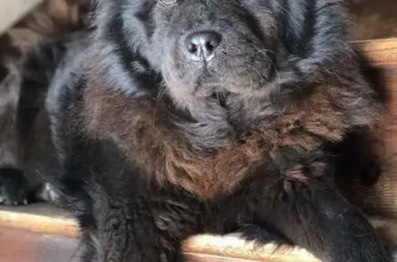 Chien perdu Noirmoutier-en-l'Île, photo : Chow chow perdu à Noirmoutier