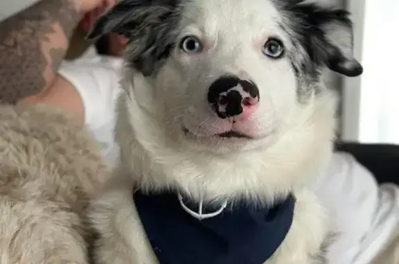 Chien perdu Deûlémont, photo : Chiot Border collie perdu à Deûlémont