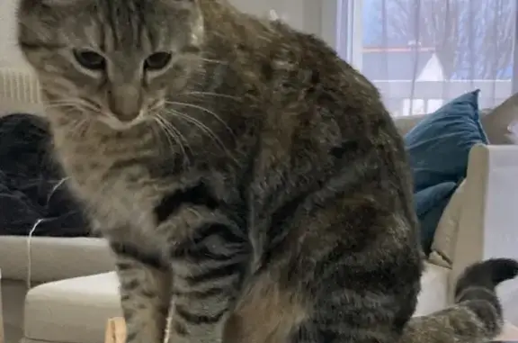 Animaux perdus La Ville-aux-Dames, photo: Chatte Tulipe tigrée perdue