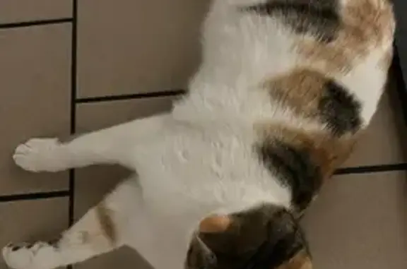 Chat perdu retrouvé à Lentilly - photo