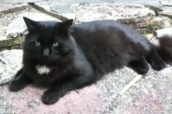 Animaux perdus Quimper, photo: Chat perdu: Mon moutik à Quimper
