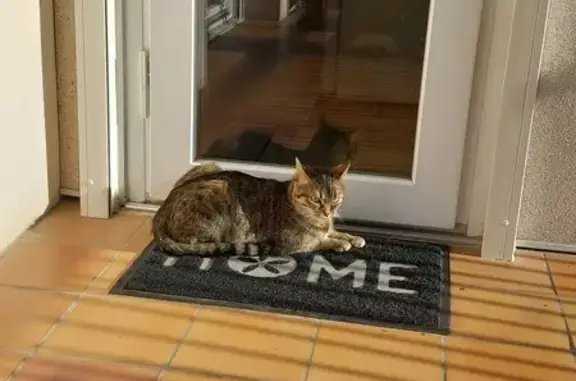 Animaux trouvés , photo: Trouvée: chatte tachetée, Parey