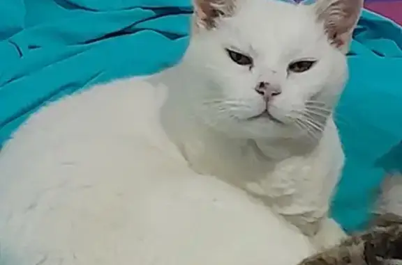 Animaux perdus Roscoff, photo: Chat Blanc Blanco Disparu