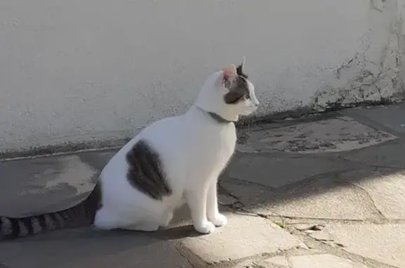 Chat perdu, La Rochelle, photo: Avis de recherche: Chat Jupiter