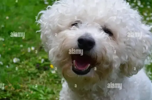 Trouvaille d'un bichon perdu - photo