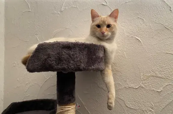Chat perdu, , photo: Chat crème doux perdu D63, Bibiche