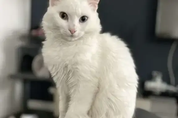 Chat perdu, Agen, photo: Chat blanc sourd perdu à Agen