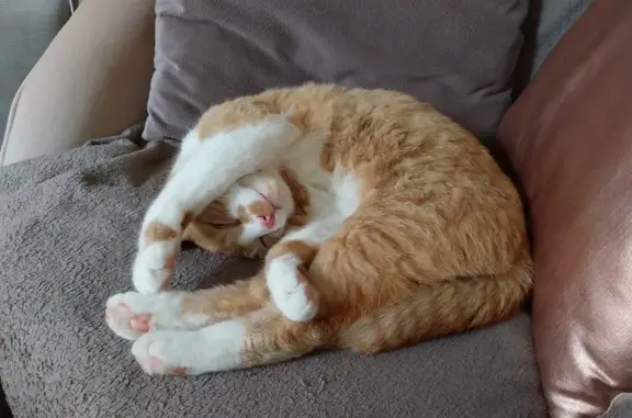 Chatte roux-blanc trouvée à Rennes - photo