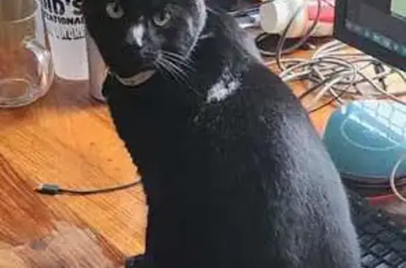 Help Find Our Chipped Black Cat - Glenwood 5!