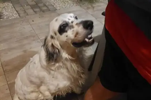 Chien setter trouvé à Montauban - photo