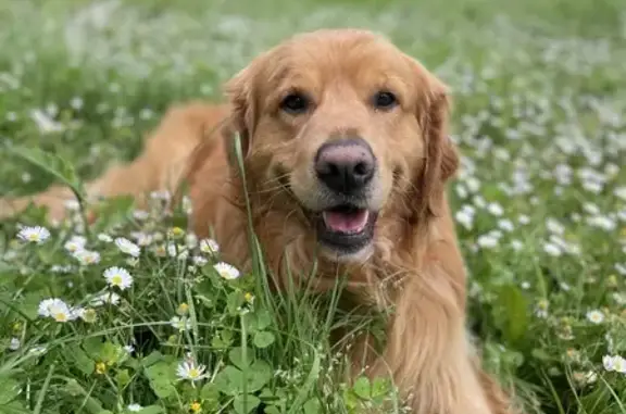 Chien perdu Pont-Saint-Martin, photo : Golden Retriever perdu à Pont-St-Martin