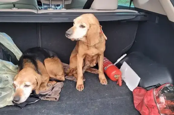 Beagles amaigris retrouvés à Gavray - photo