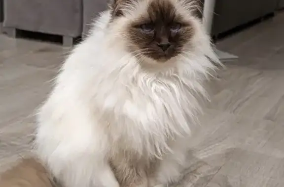 Chat perdu, , photo: Chat Birman Mia Disparu