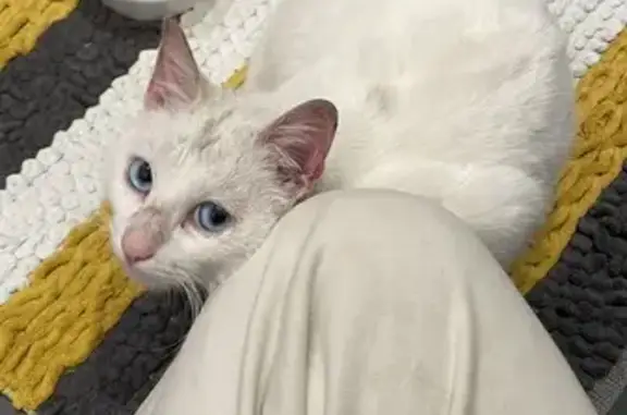 Chaton blanc yeux bleus trouvé - photo