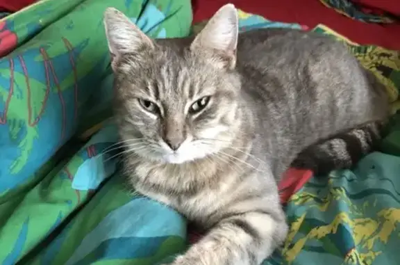 Animaux perdus Villeneuve-lès-Béziers, photo: Chat Mickey gris tigré perdu