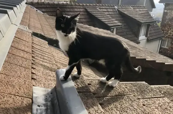 Animaux perdus Rouen, photo: Chatte noire/blanche perdue