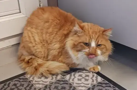 Chat roux trouvé à Monès - photo