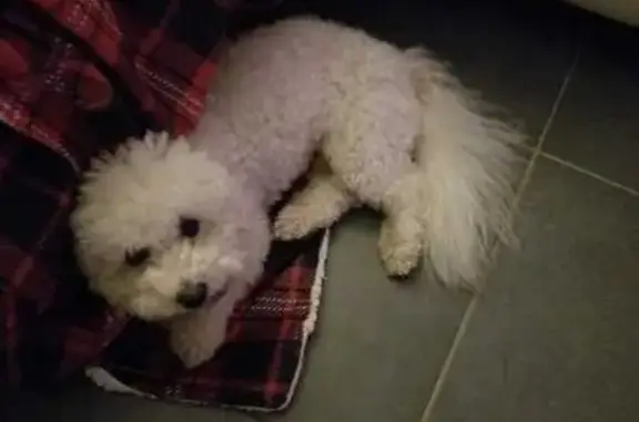 Chien perdu Soumoulou, photo : Bichon mâle perdu à Soumoulou