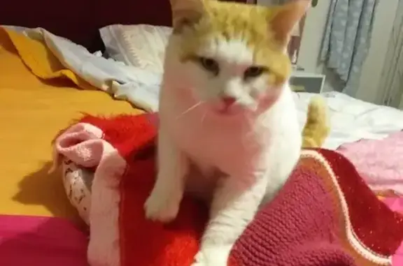 Chat roux et blanc trouvé à Roullet - photo