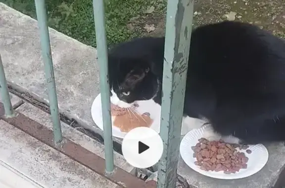 Chat noir et blanc perdu à Nice - photo