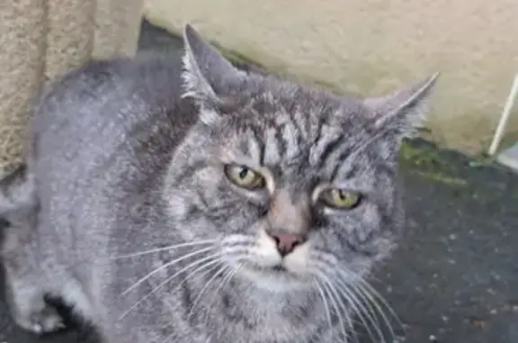 Animaux trouvés , photo: Chat perdu à Saint-Imoges